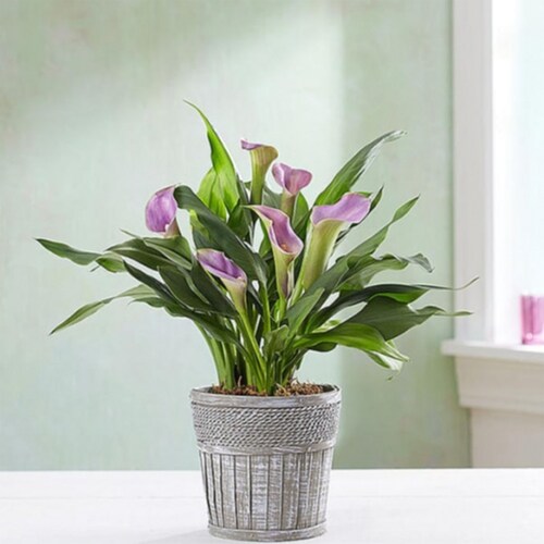 Buy Elegant Calla Lily