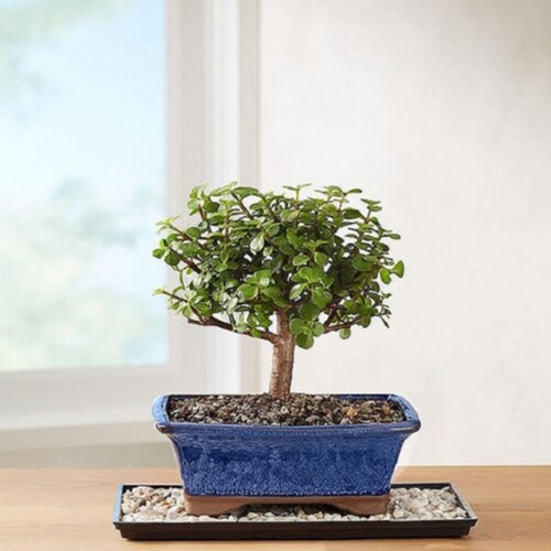 Buy Dwarf Jade Bonsai