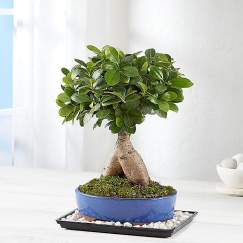 Buy Ginseng Grafted Ficus