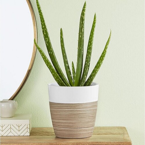 Buy Aloe Vera Plant