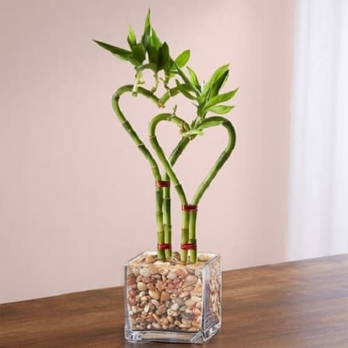 Buy Double Heart Shaped Bamboo