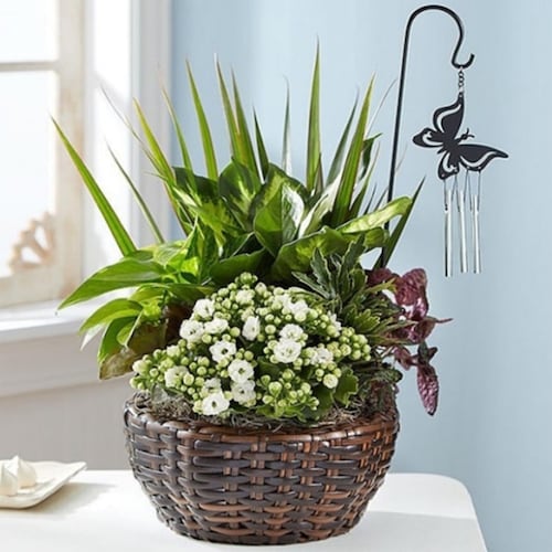 Buy Butterfly Chime Dish Garden