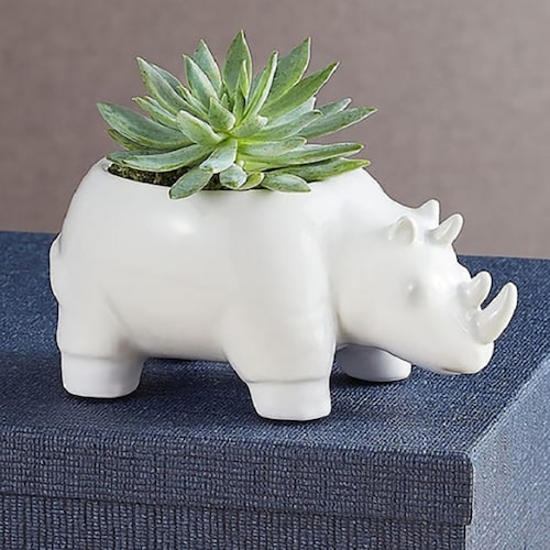 Buy Safari Rhino Succulents