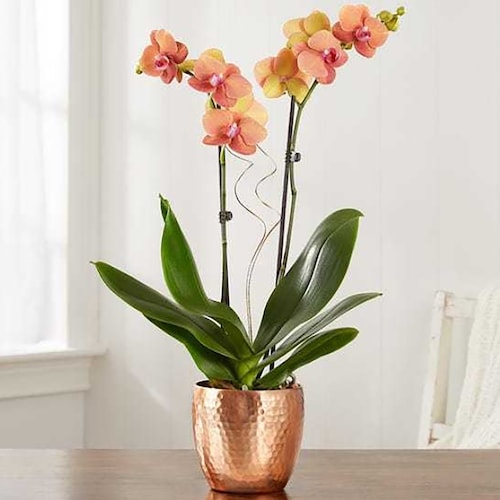 Buy Bonfire Warmth Orchid