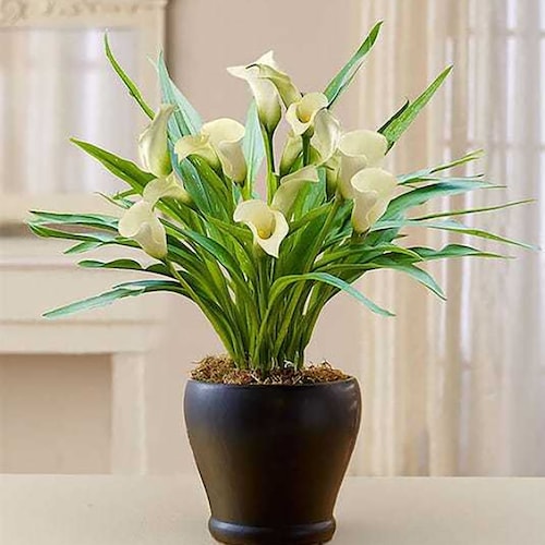 Buy Sophisticated White Calla Lily