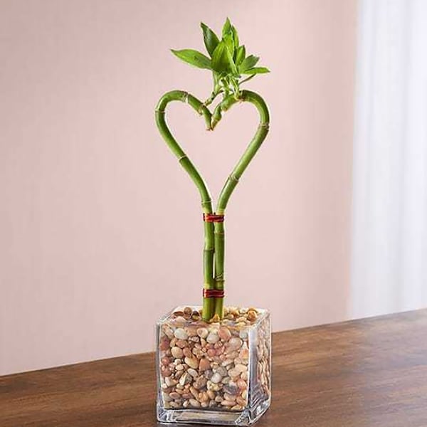 - Verdant Valentine: Heart-Shaped Bamboo For Affection