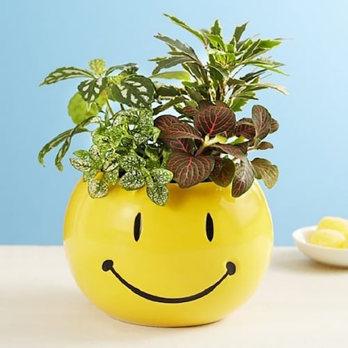 Buy Smiley Dish Garden