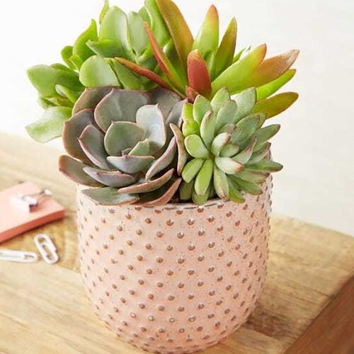 Buy Sweet Succulent Garden