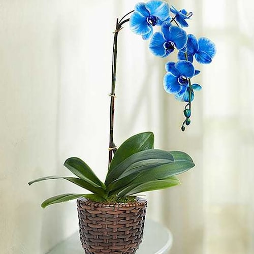 Buy Blue Phalaenopsis Orchid