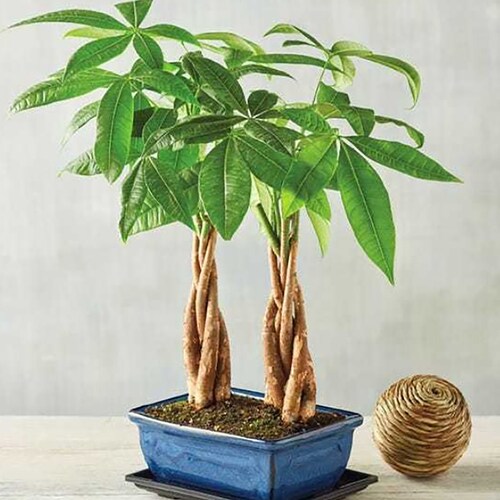 Buy Double Money Tree