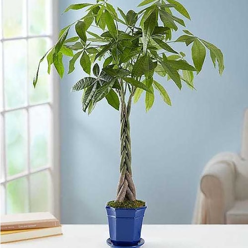 Buy Large Money Tree