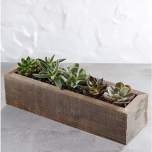 Buy Mini Trough Succulents