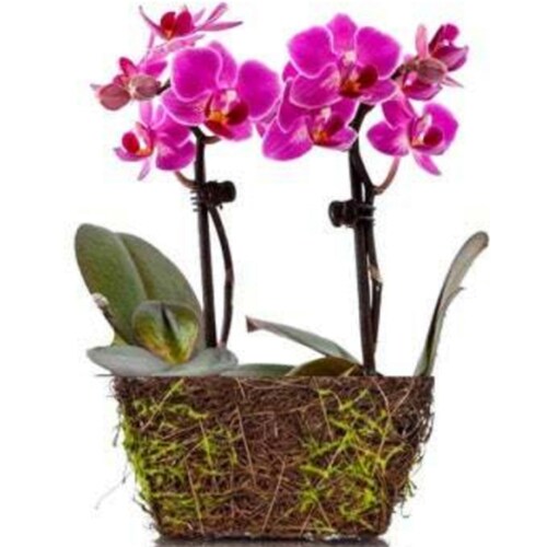 Buy Wood Twig Mini Duo Orchid
