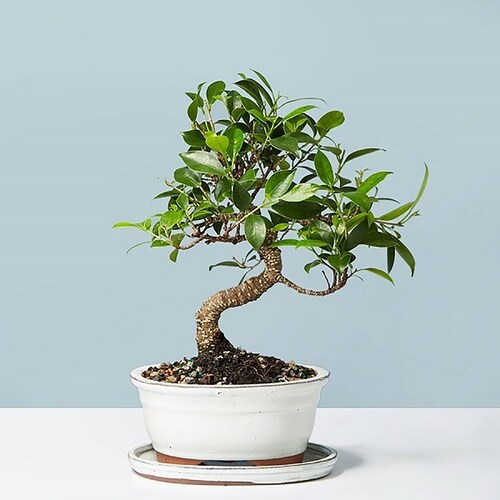 Buy Golden Gate Ficus Bonsai