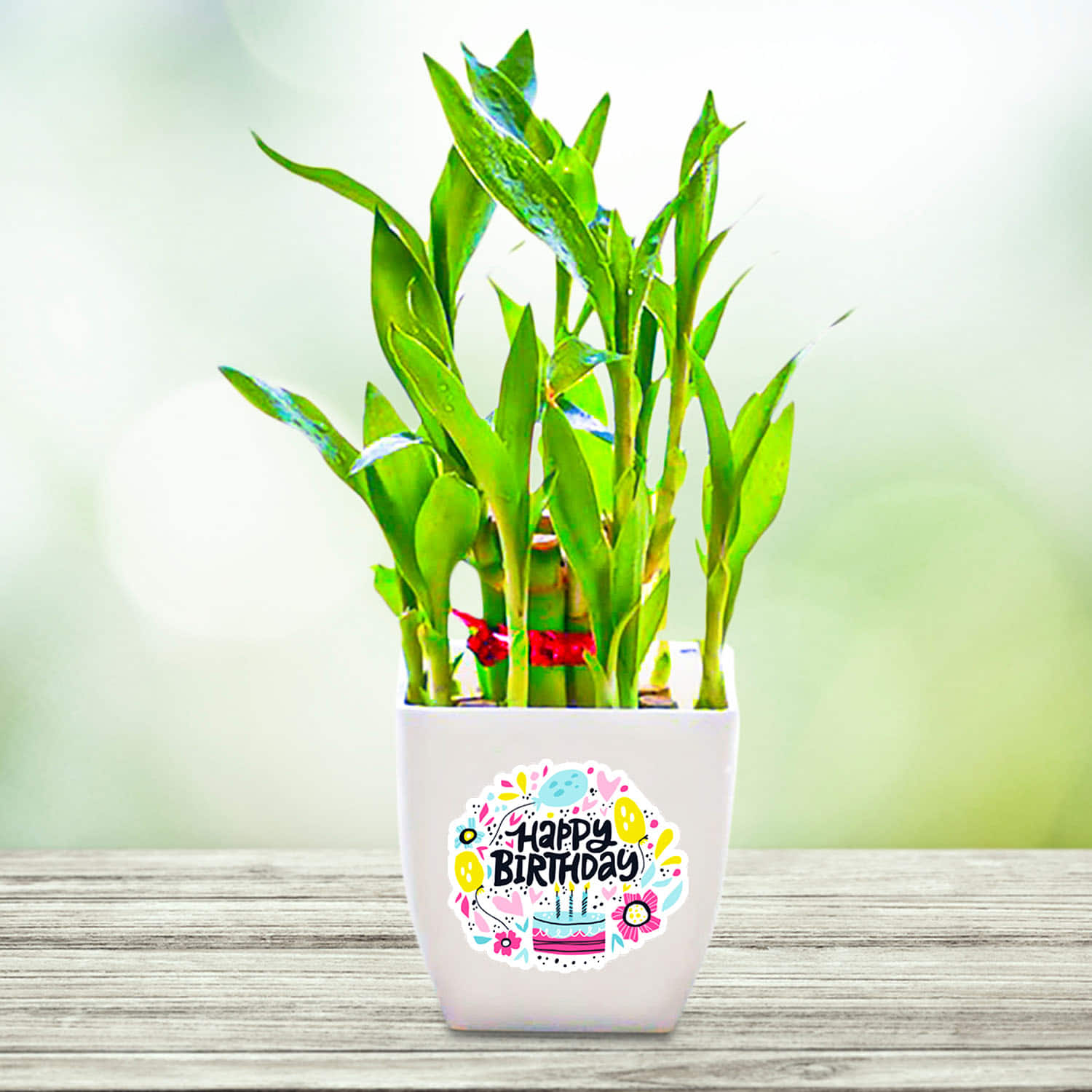 KS Bamboo plant gift in Self Watering Pots – KS ARTS COLLECTION