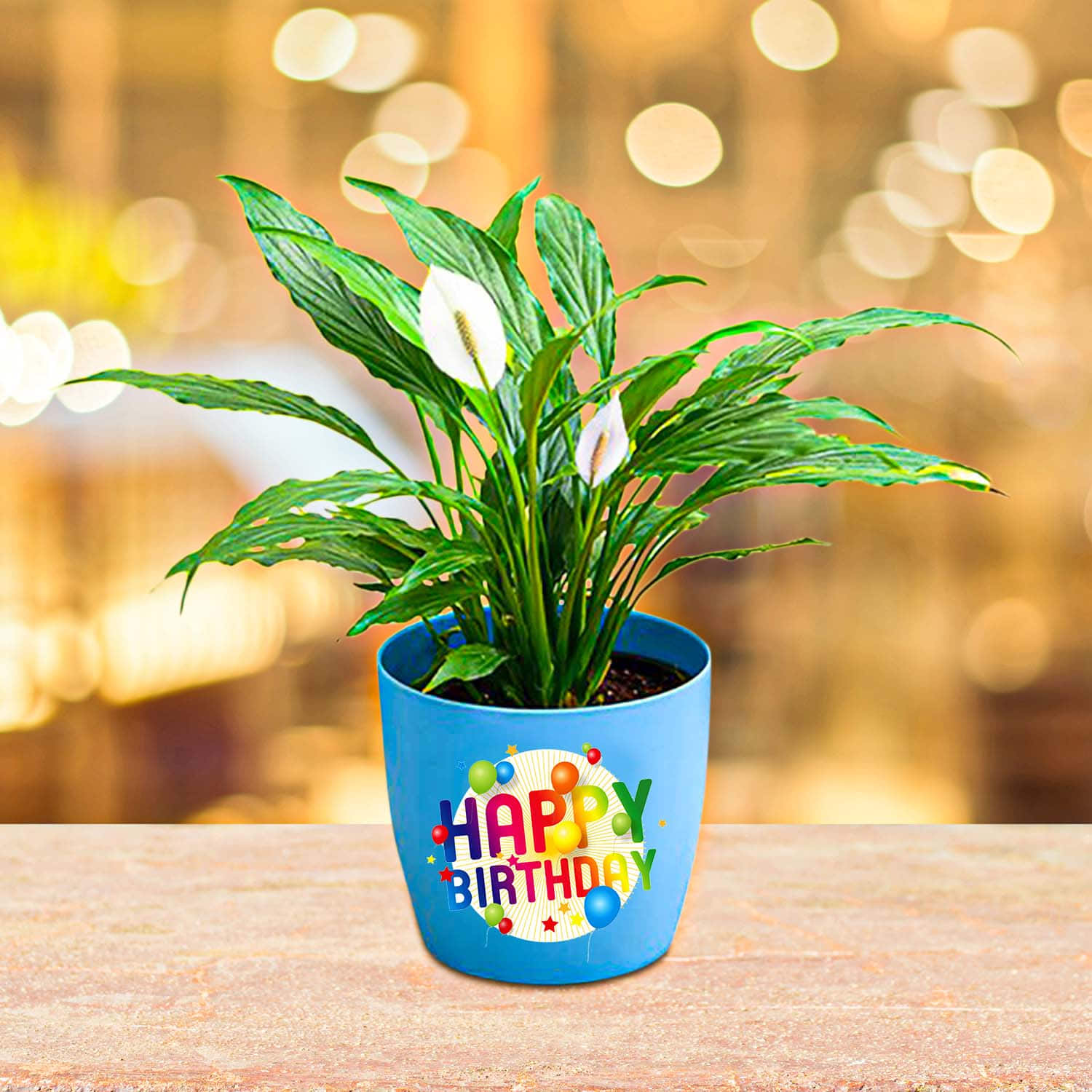 Send Birthday Money Plant Online, Price Rs.645 | FlowerAura