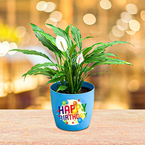 Buy Happy Birthday Peace Lily Plant