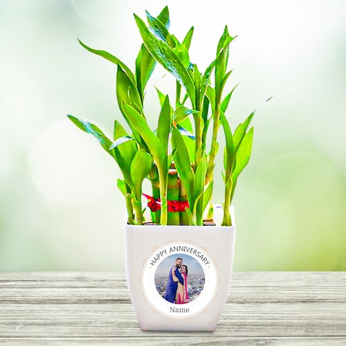Buy Bamboo Plant In Photo Pot