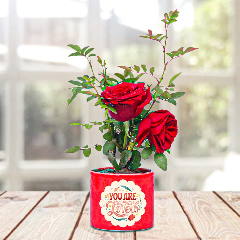 Beautiful Red Rose Plant | Winni.in
