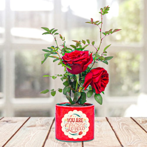 Buy Beautiful Red Rose Plant