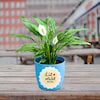 Buy Peace Lily plant In Message Sticker Pot