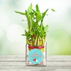 Buy 3 Layer Lucky Bamboo Plant
