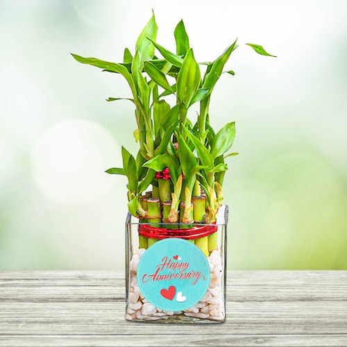 Buy 3 Layer Lucky Bamboo Plant