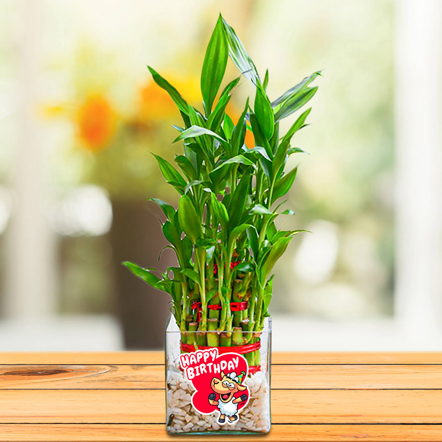 Buy 1 Lucky Bamboo Stalk A Symbol of Commitment  Gift Plant online from  Nurserylive at lowest price