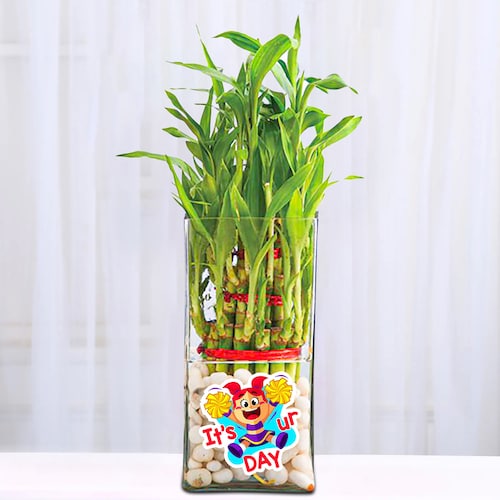 Buy Its Your Day Message Bamboo Plant