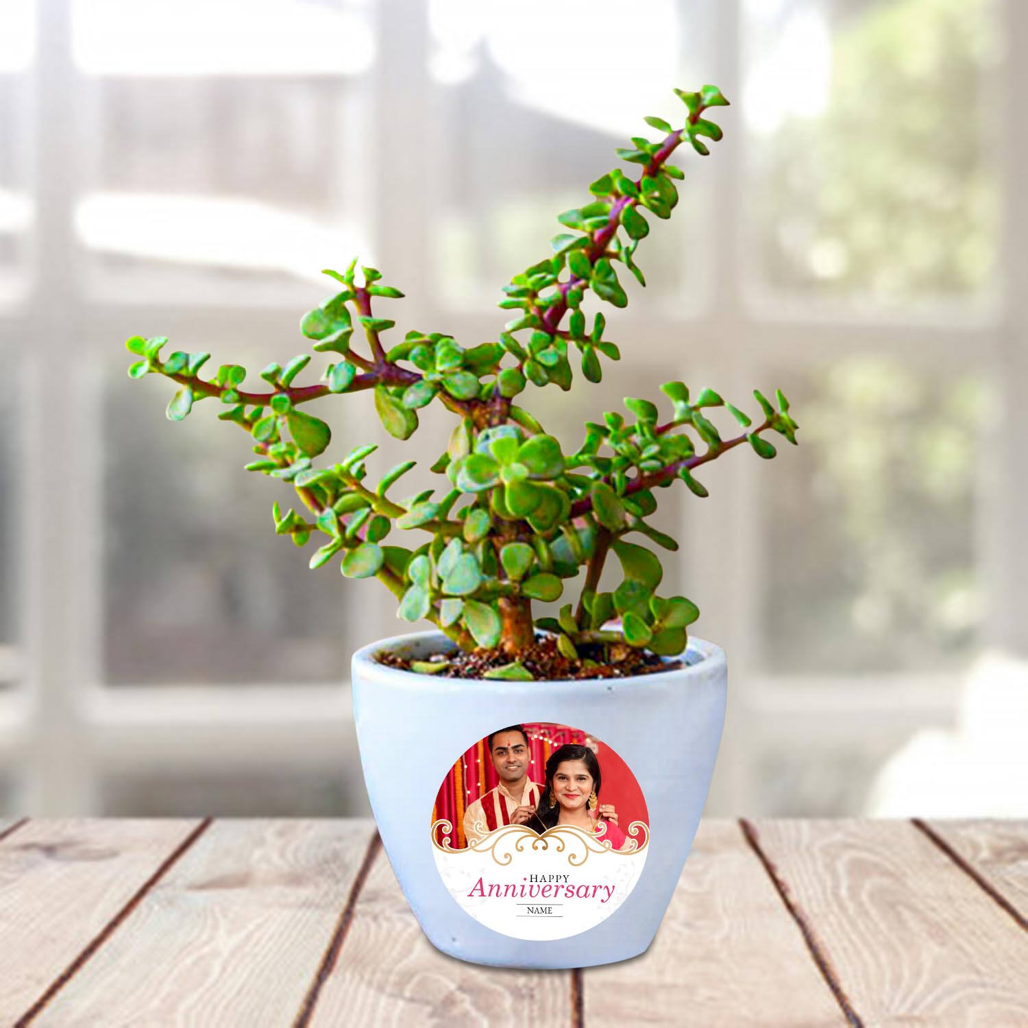 Jade Plant (Crassula Ovata Mini) with Colored Pot-Nursery Nisarga