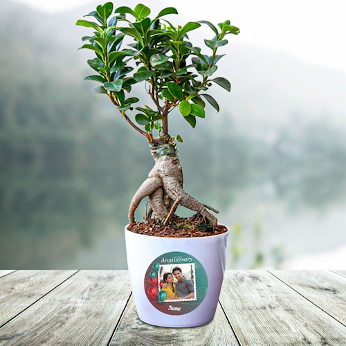 Buy Personlised  Ficus Bonsai Plant