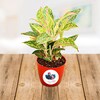 Buy Personalised Aglaonema Butterfly Manis In Pot