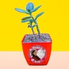 Buy Crassula Plant In Red Tone Photo Pot