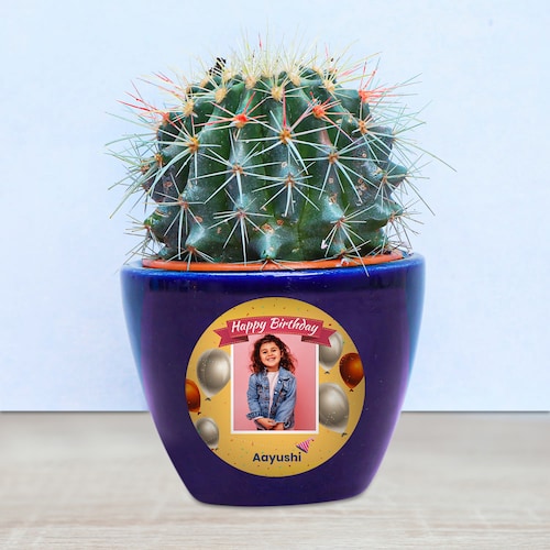 Buy Beautiful Cactus Plant