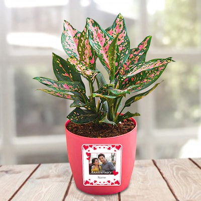 Personalized Anniversary Aglaonema Butterfly Manis Plant
