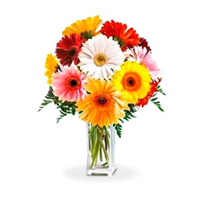 Gerbera Vibrance