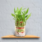 Double Layer Lucky Bamboo Plant