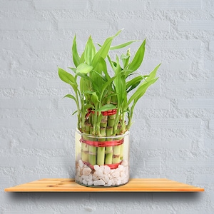 Double Layer Lucky Bamboo Plant