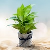 Buy Jute Wrapped Money Plant