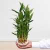 Buy 3 Layer Lucky Bamboo with Glass Bowl
