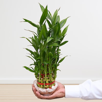 3 Layer Lucky Bamboo with Glass Bowl