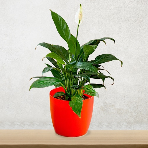 Buy Peace Lily
