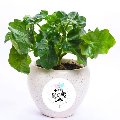 Buy Elegant Mystic In White Pot