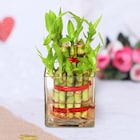 Lucky bamboo Small