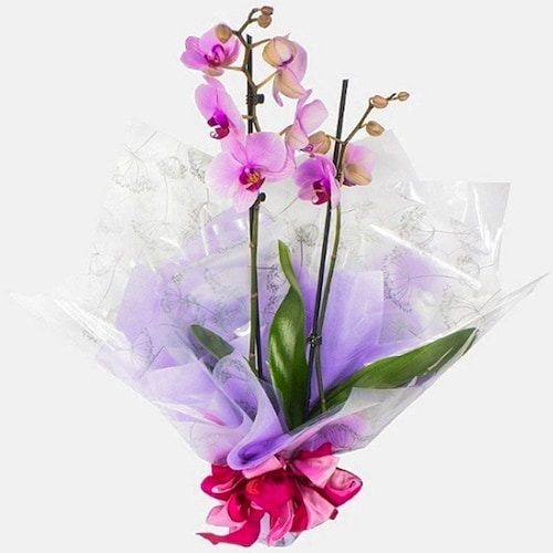 Buy Orchid Planted Boutique