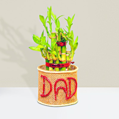 Dad Special Good Luck  Bamboo