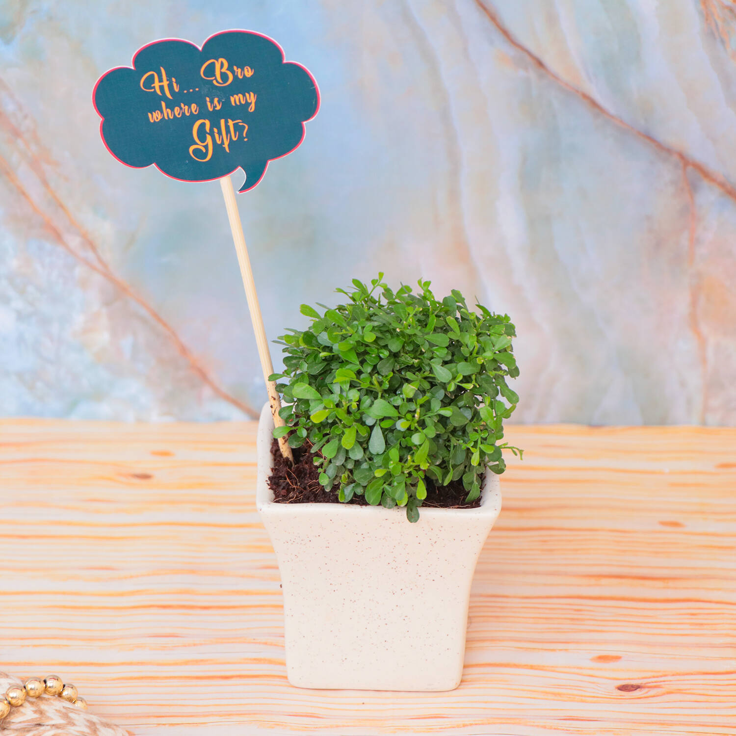 Good Vibes:Best Plants To Gift Your Loved Ones