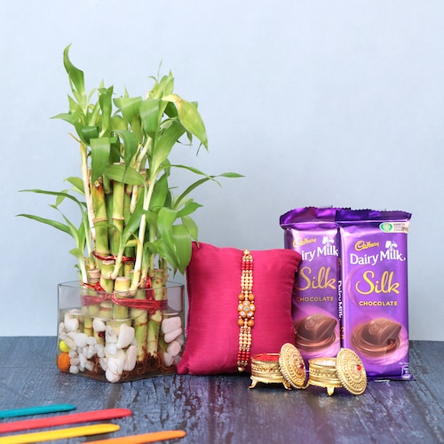 Buy Plant Rakhi Combo With Cadbury Celebration