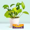 Buy Cheerful Money Plant Rakhi Gifts