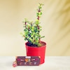 Buy Pleasant Jade Plant With Rakhi
